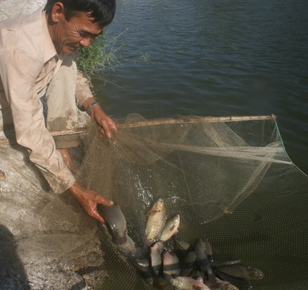 A farmer breeds square head anabas in Mekong Delta of Hau Giang.
